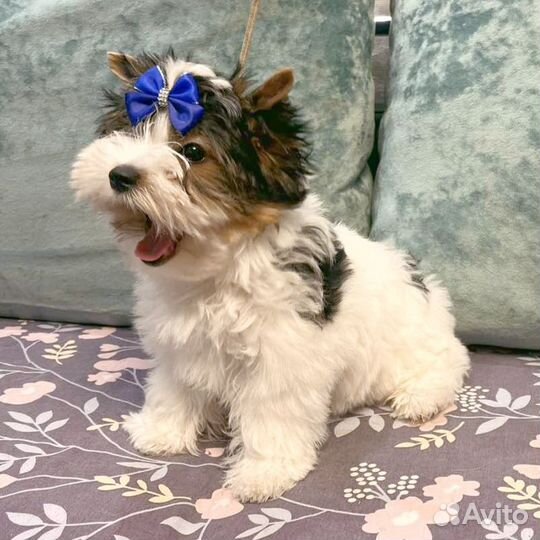 Красивый щенок