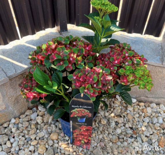 Гортензия крупнолистная Burning Hot