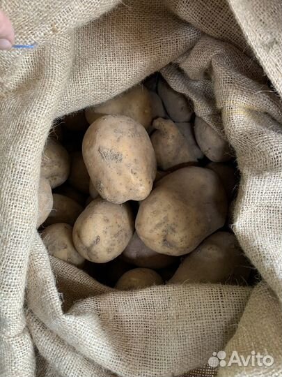 Продам картофель