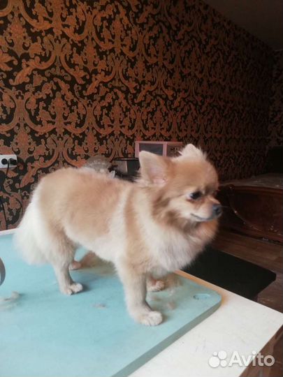 Грумминг собак