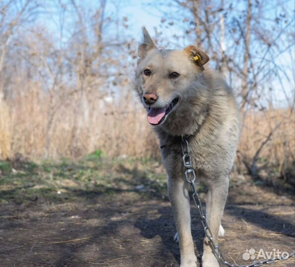 Собака в добрые руки