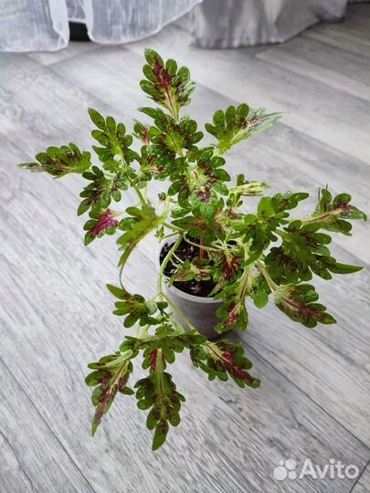 Комнатные растения