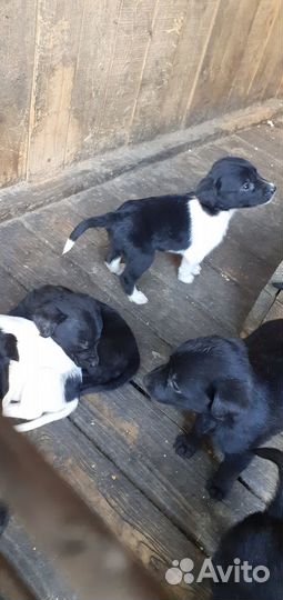Щенки девочки и мальчики