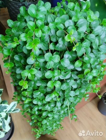 Пеперомия круглолистная