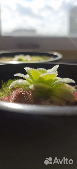 Росянка. Жирянка. Хищные растения