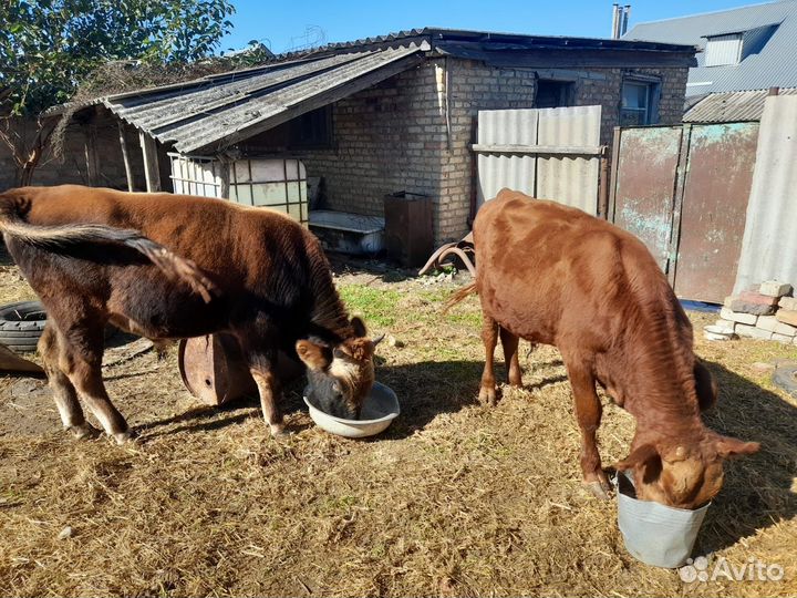 Телята бычки