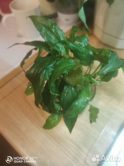 Комнатные растения.женское счастье Спацифиллум