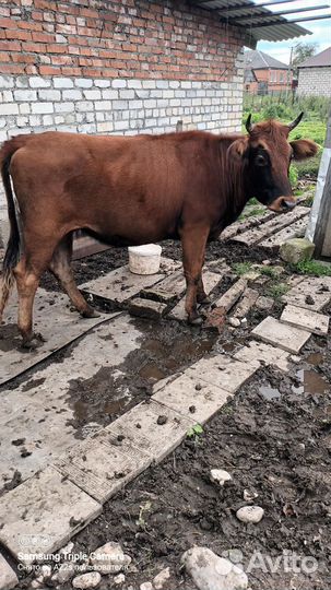 Телки стельные