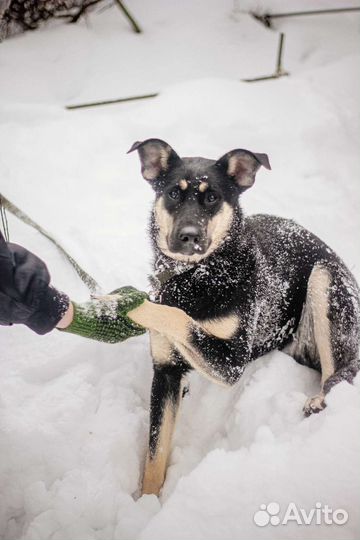 Эби бесплатно