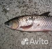 Рыба Белый амур на корм животным