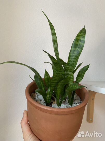 Сансевиерия щучий хвост