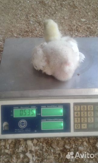 Цыплята бройлеры росс 308