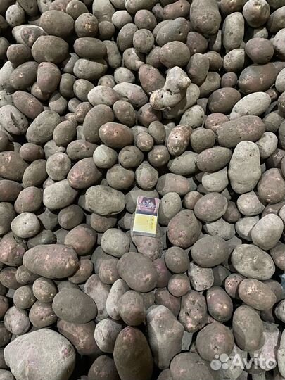 Картофель сорт Рэд Скарлет