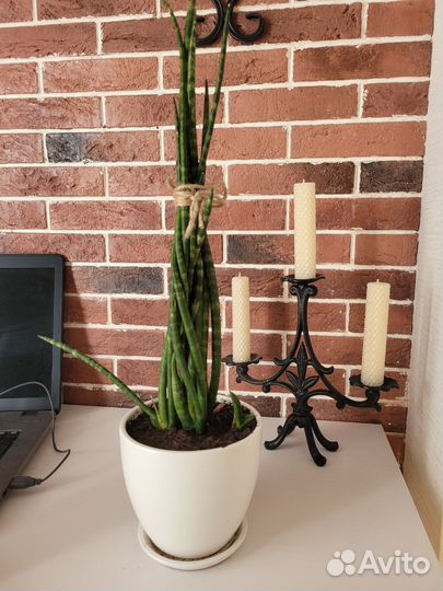 Сансевиерия цилиндрика