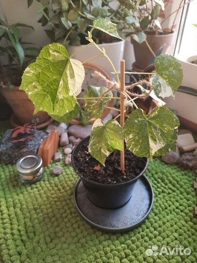 Излишки цветов сортовых растений