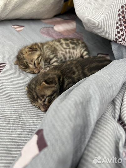 Бенгальские котята