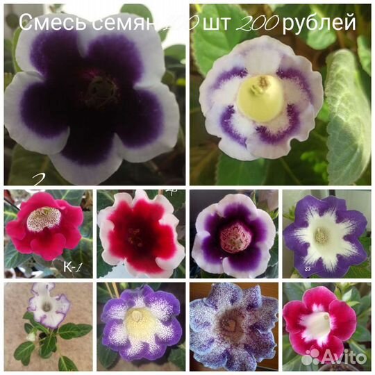Семена глоксинии