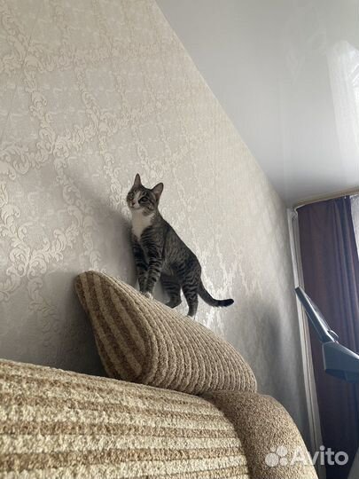 Передержка животных