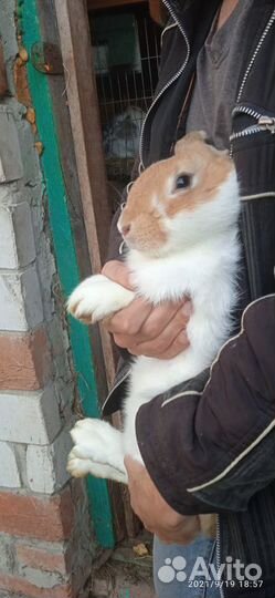 Племенные кролики мясных пород