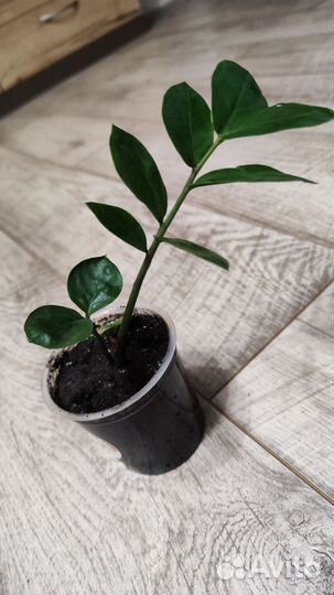 Замиокулькас