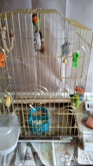 Неразлучник 1.5 года мальчик с большой клеткой