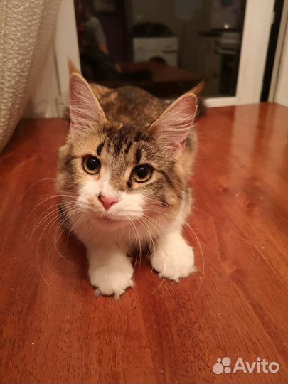 Счастье в дар