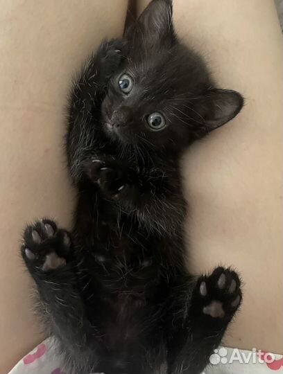 Котенок Британец