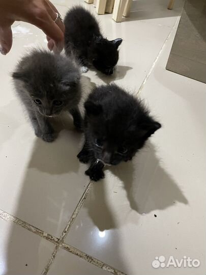 Котята в добрые руки даром