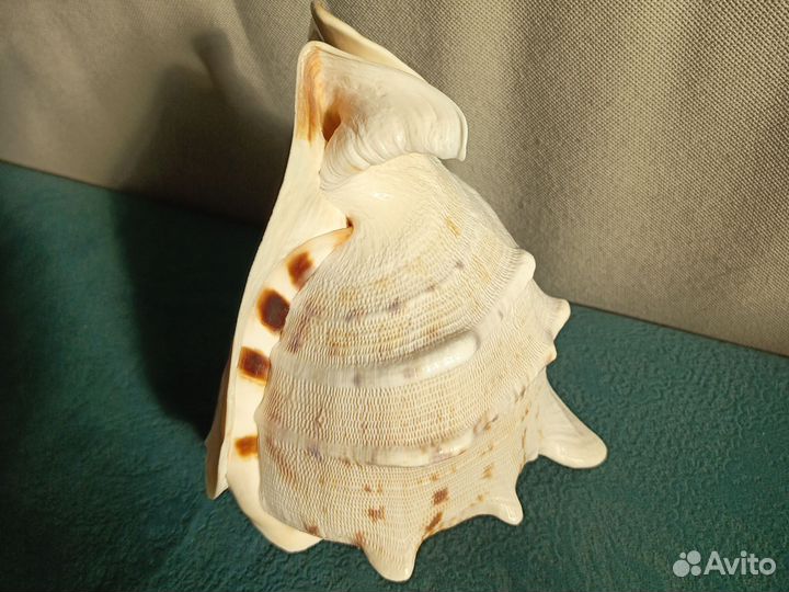 Большая морская раковина