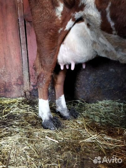 Корова высокоудойная