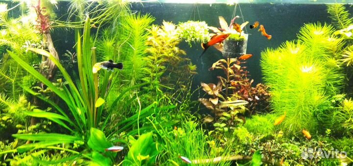 Аквариумные растения после прополки