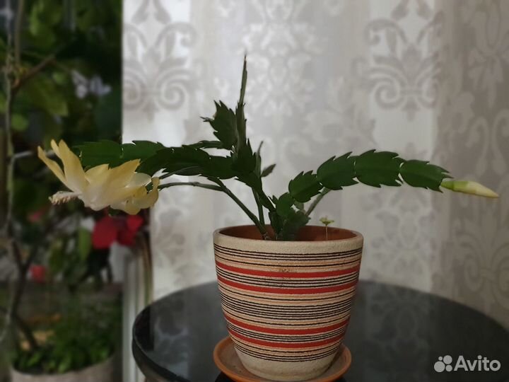 Комнатный цветок, Декабрин