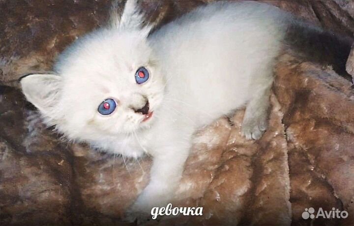Котята невской маскарадной