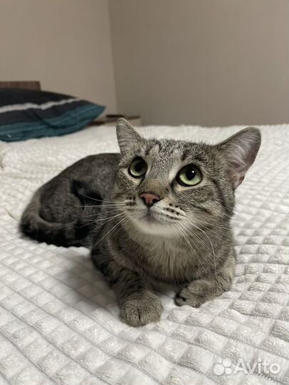 Кошки в добрые руки