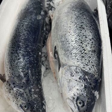 Семга (Лосось) охлажденный