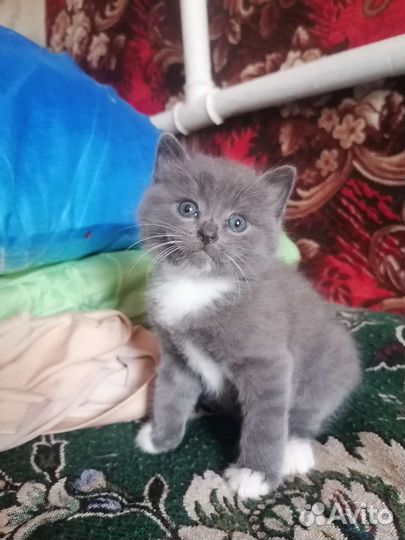 Кошки в добрые руки бесплатно