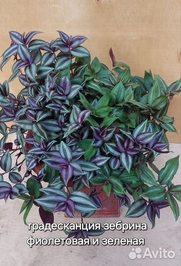 Традесканция