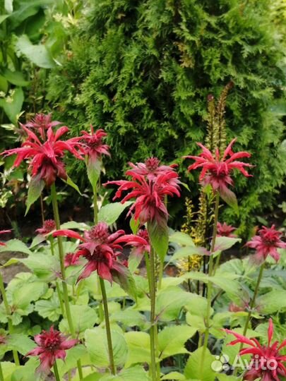 Цветы, саженцы для сада, дачи, монарда