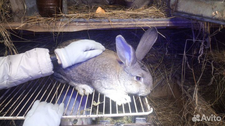 Самки самцы серый великан на племя