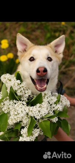 Метис лайки и хаски