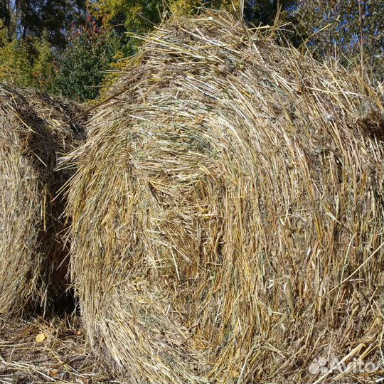 Сено солома в тюках