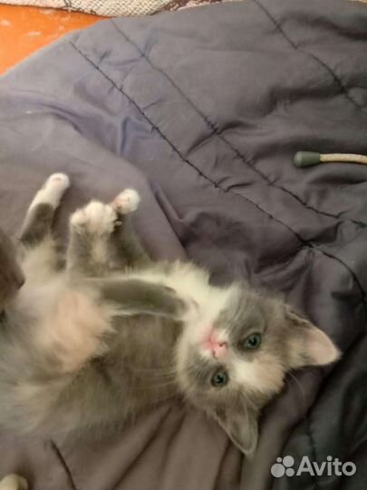 Кошка в дар