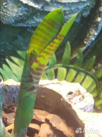 Neoregelia Blusching Tiger