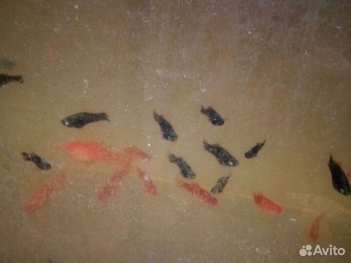 Аквариумные рыбки