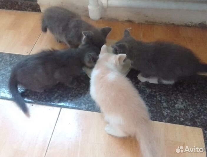 Очаровательные котята