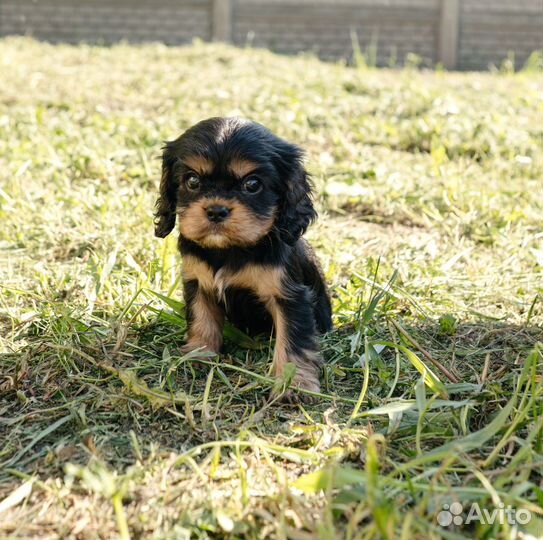 Кавалер кинг чарльз