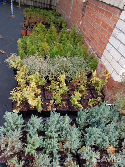 Хвойные растения