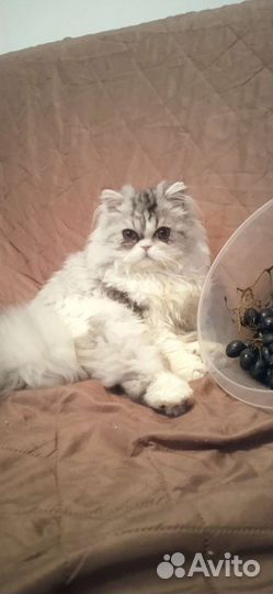 Персидский кот вязка