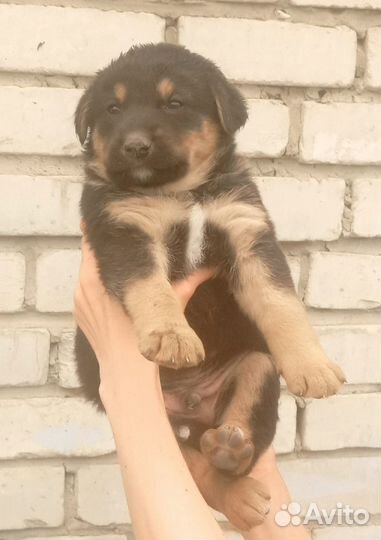 Щенок в добрые руки