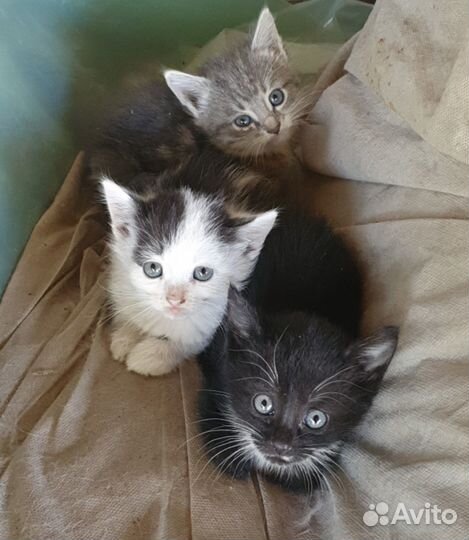 Котята в добрые руки